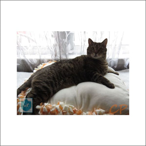 Reversible Cat And Dog Bed - 22X18 - Coussin / Lit Réversible Pour Chat Et Chien - Our Furry Friends
